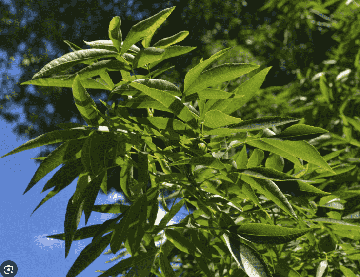 Bitternut hickory