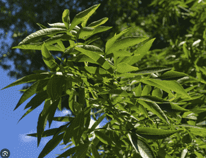 Bitternut hickory(Carya cordiformis)