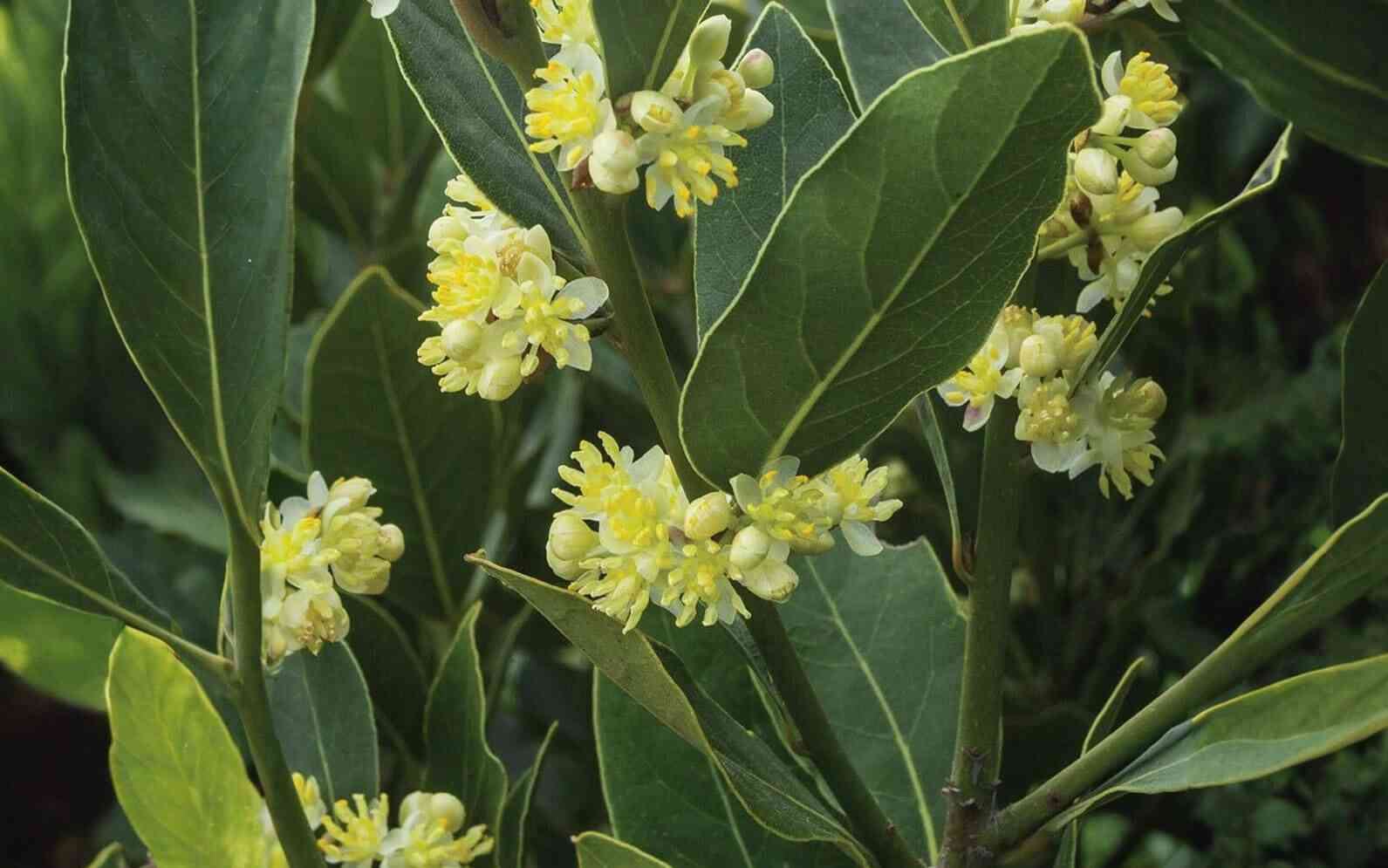 California bay laurel