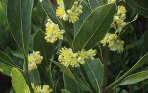 California bay laurel(Umbellularia californica)