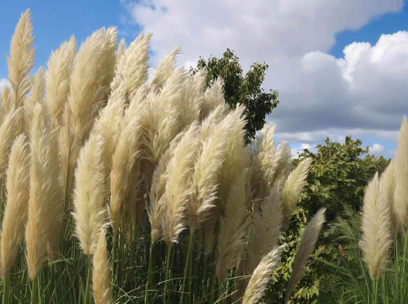 Finestem needlegrass(Nassella tenuissima)