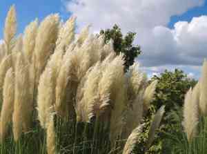Finestem needlegrass(Nassella tenuissima)