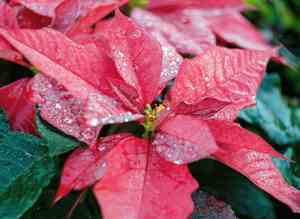Euphorbia pulcherrima(Euphorbia pulcherrima)