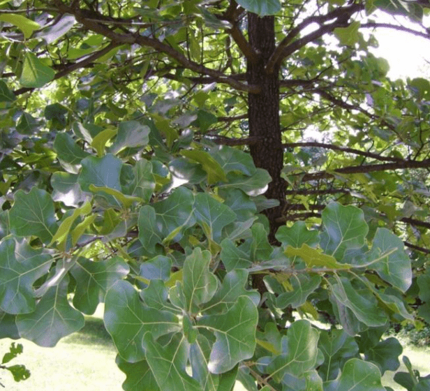 Blackjack oak(Quercus marilandica)