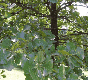 Blackjack oak(Quercus marilandica)