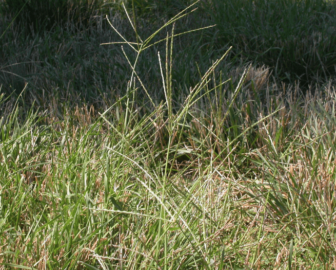 Hairy crabgrass