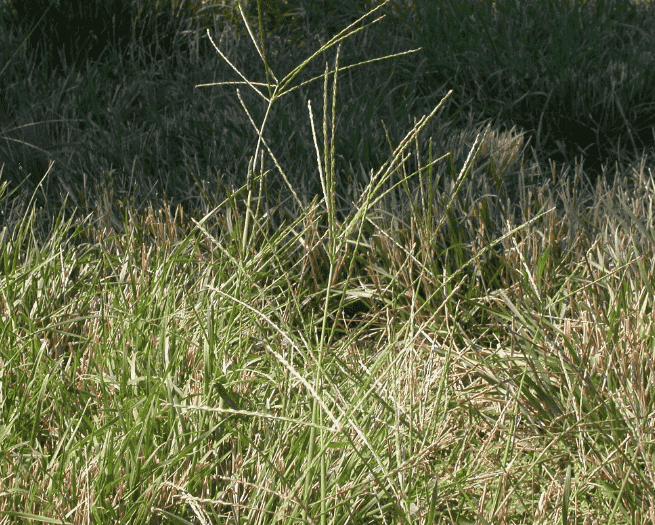Hairy crabgrass
