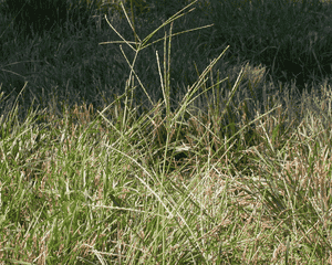 Hairy crabgrass(Digitaria sanguinalis)