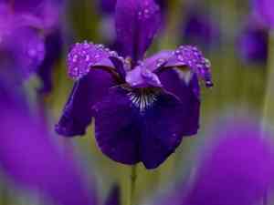 Wall iris(Iris tectorum)