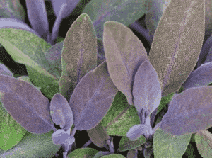 Common sage(Salvia officinalis)