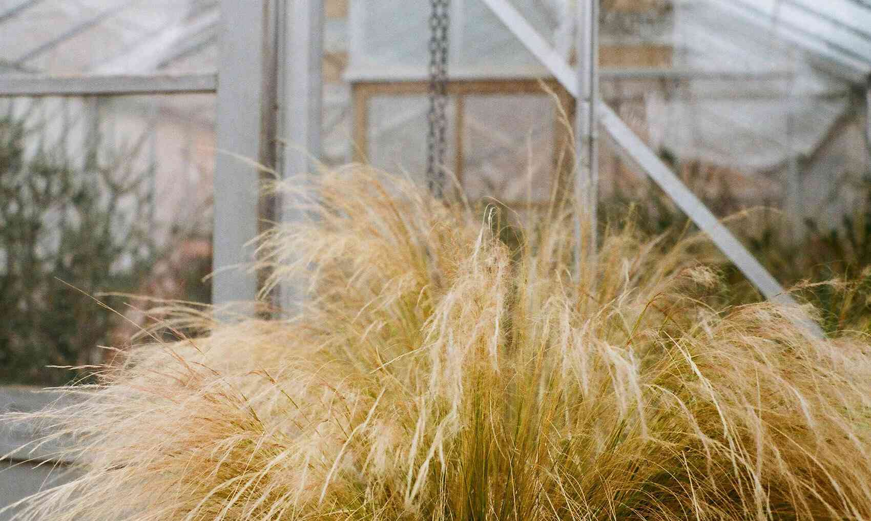 Finestem needlegrass(Nassella tenuissima)