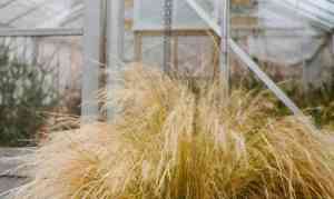 Finestem needlegrass(Nassella tenuissima)