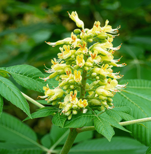 Ohio buckeye(Aesculus glabra)