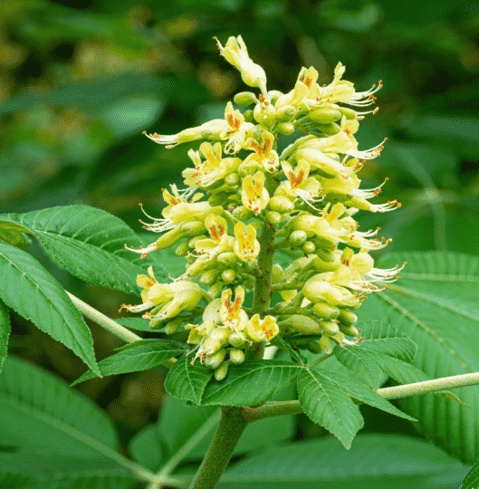 Ohio buckeye