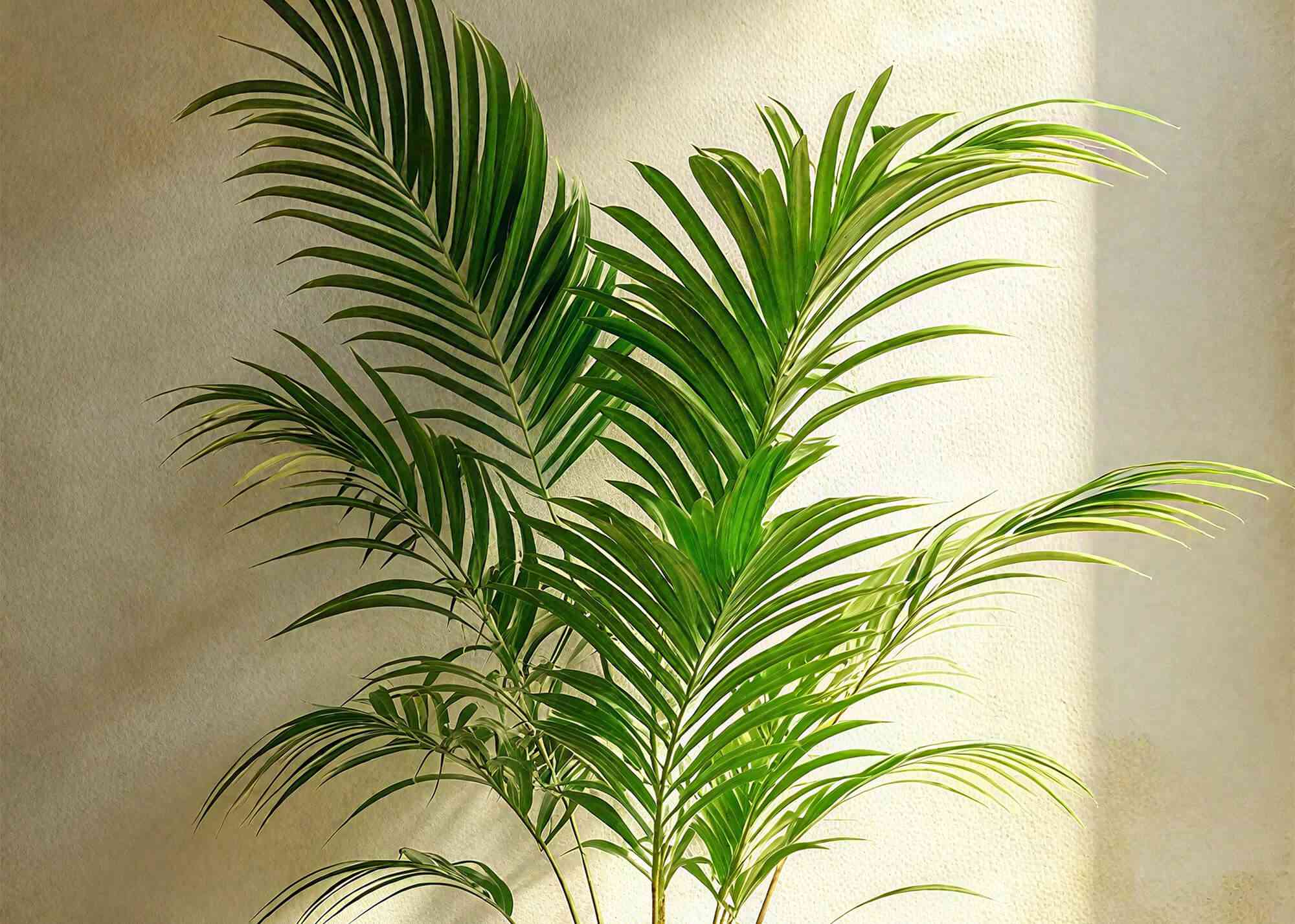 Parlor palm(Chamaedorea elegans)