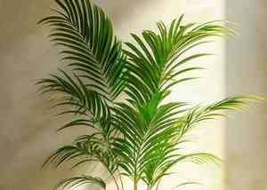Parlor palm(Chamaedorea elegans)