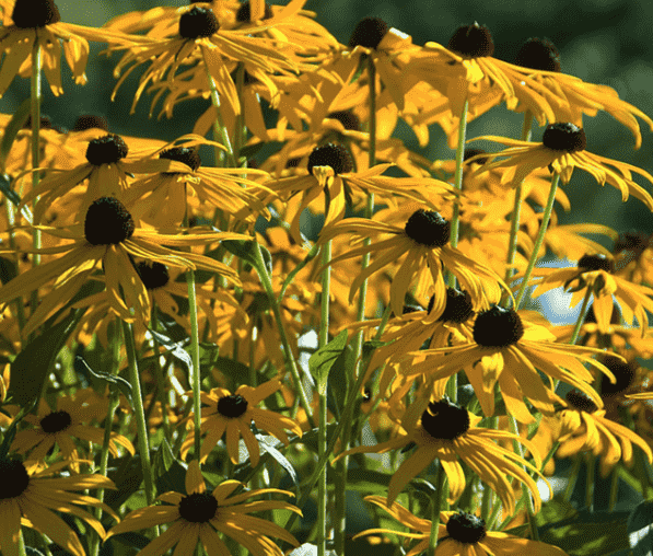 Orange coneflower