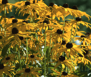 Orange coneflower(Rudbeckia fulgida)