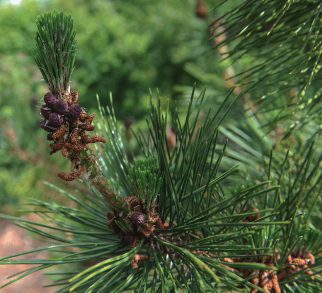 Japanese black pine