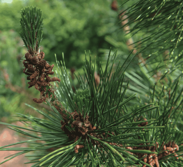 Japanese black pine