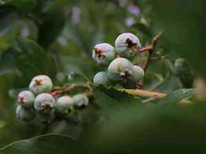 New jersey blueberry(Vaccinium caesariense)
