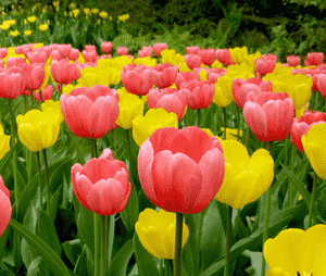 Tulips (Tulipa)(Tulipa)