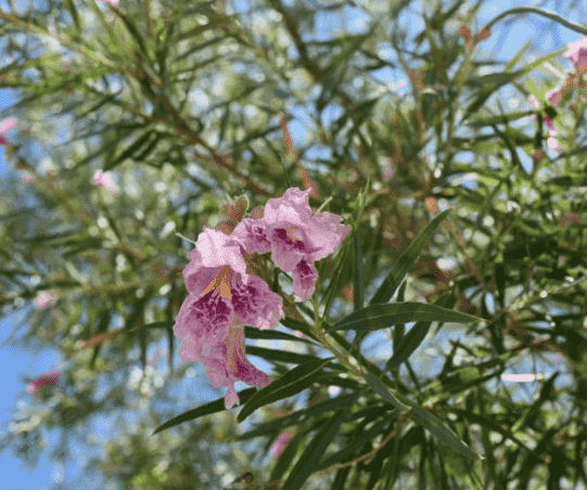 Desert willow