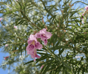 Desert willow(Chilopsis linearis)