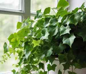 Algerian ivy(Hedera canariensis)