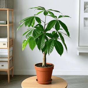 Money tree(Pachira aquatica)