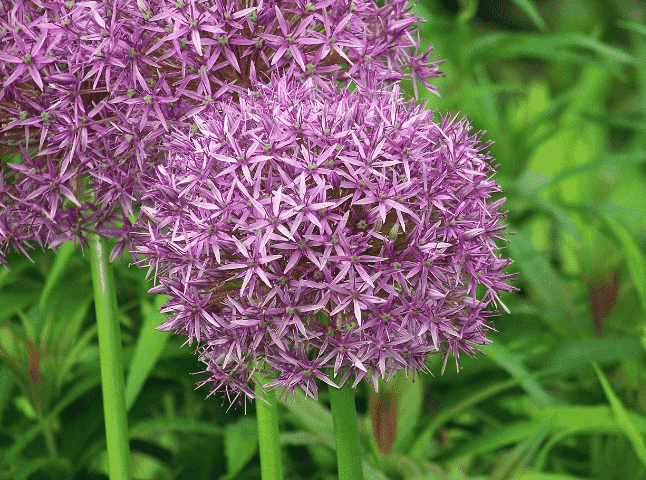 Broadleaf wild leek