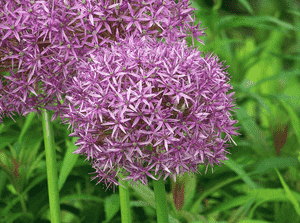 Broadleaf wild leek(Allium ampeloprasum)
