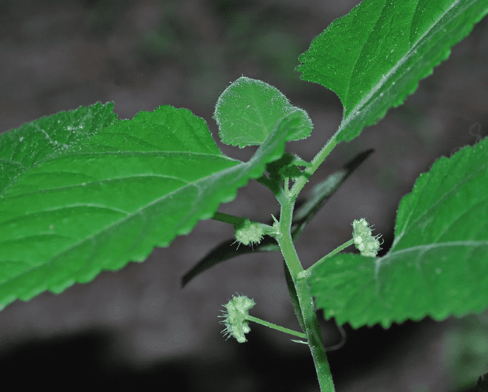 Mulberry weed