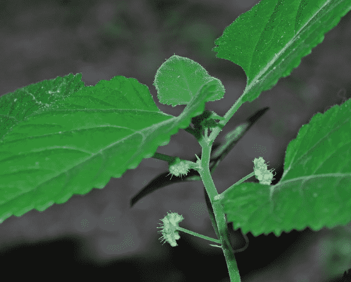 Mulberry weed