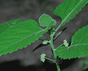 Mulberry weed(Fatoua villosa)