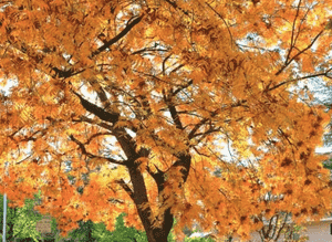 Chinese pistache(Pistacia chinensis)