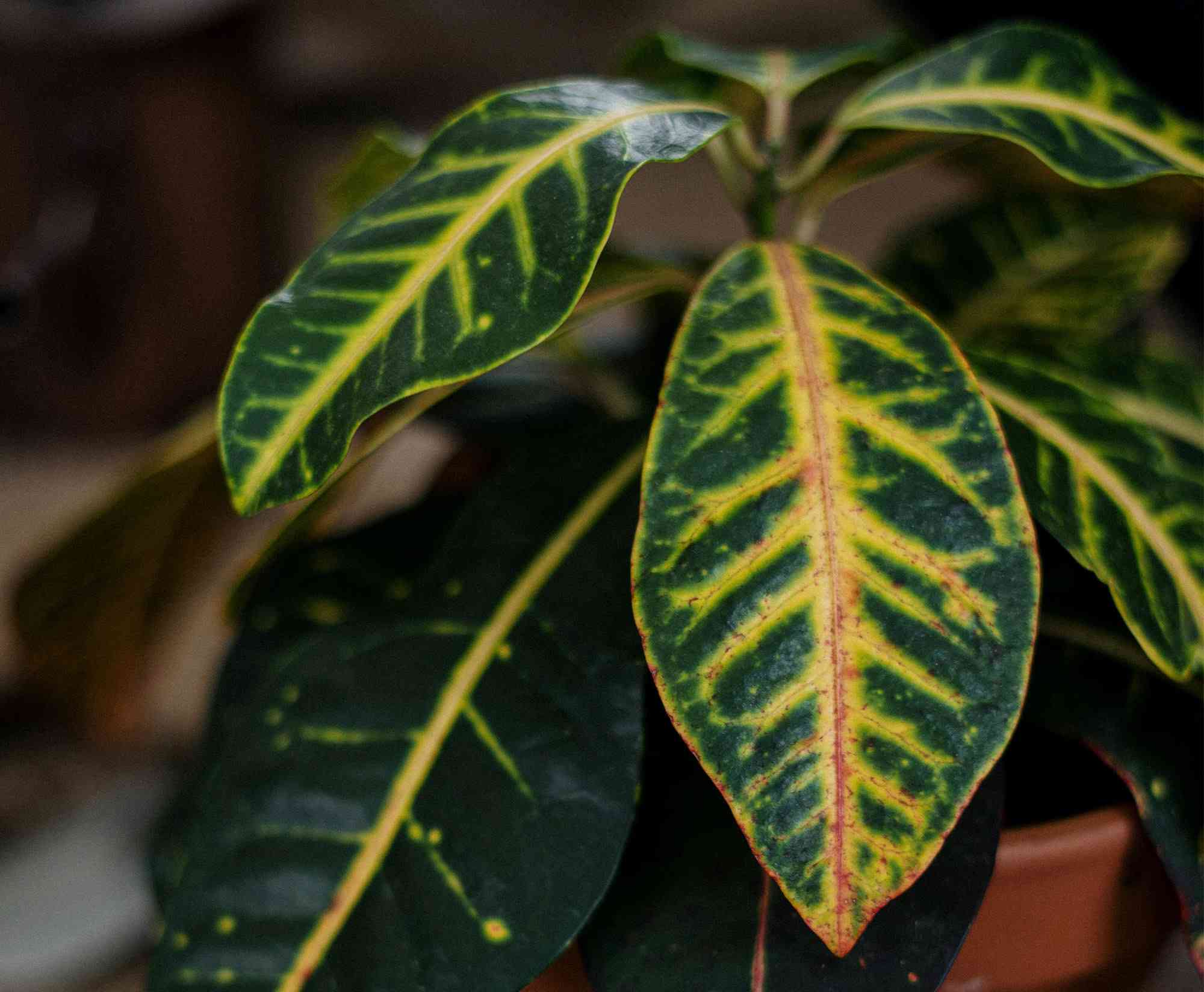 Garden croton(Codiaeum variegatum)
