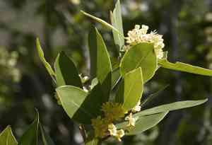 California bay laurel(Umbellularia californica)