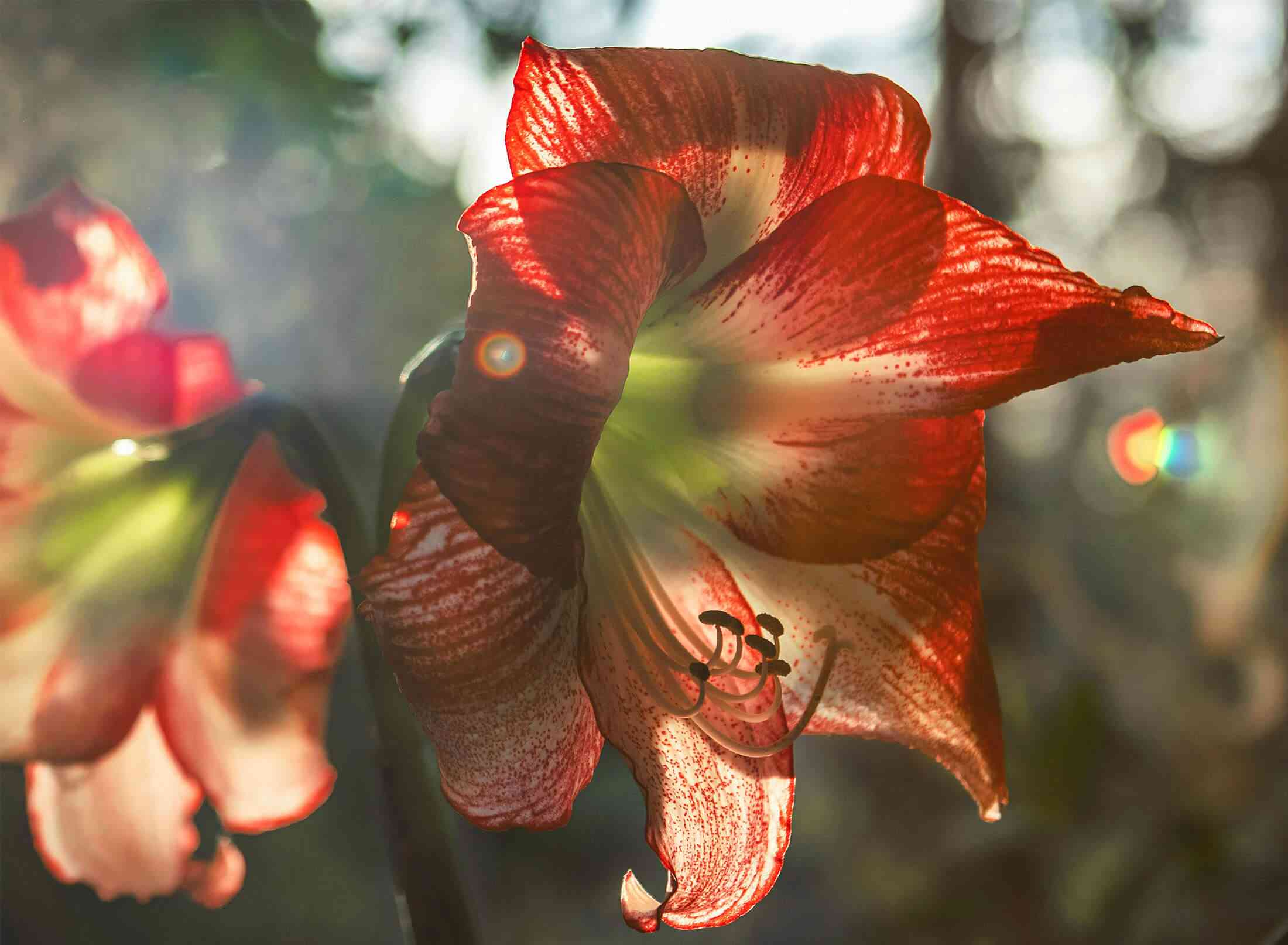 Belladonna lily(Amaryllis belladonna)