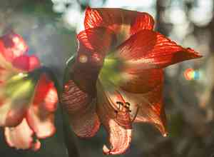Belladonna lily(Amaryllis belladonna)