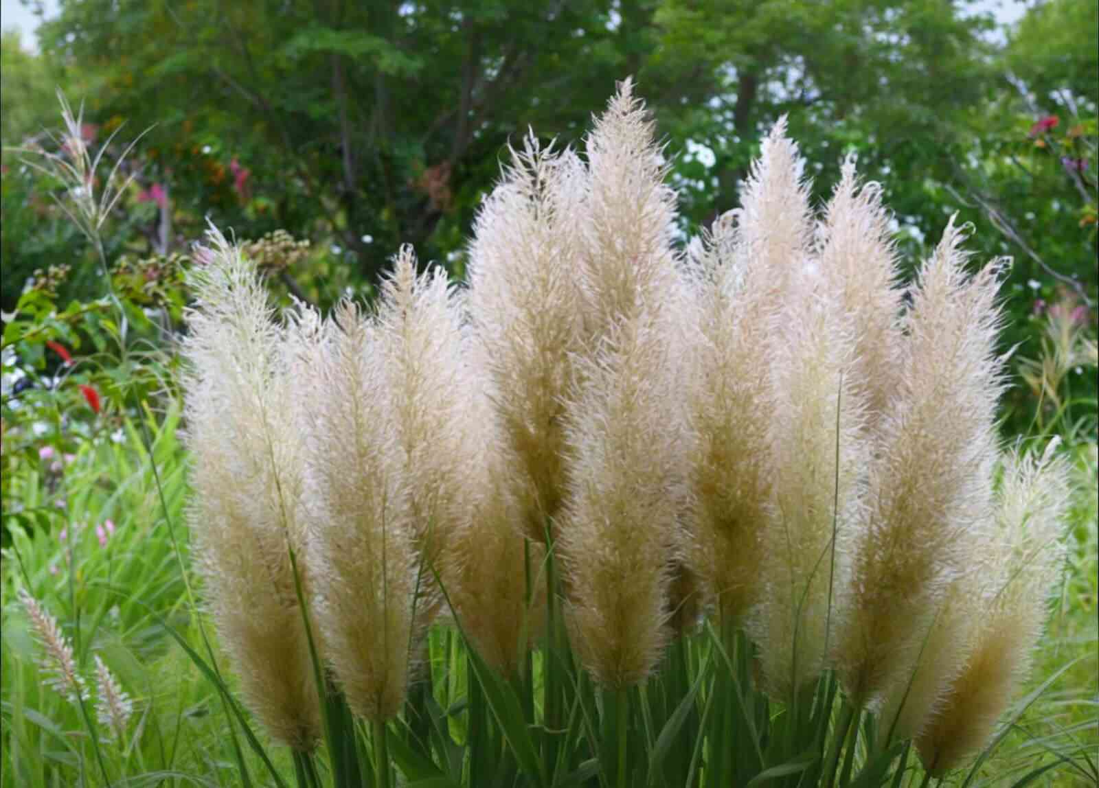 Finestem needlegrass(Nassella tenuissima)