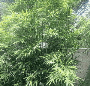 Chinese temple bamboo(Sinobambusa tootsik)