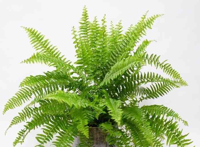 Boston fern