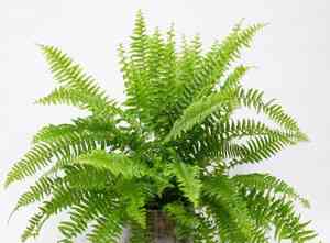 Boston fern(Nephrolepis exaltata)