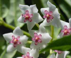 Porcelainflower(Hoya carnosa)