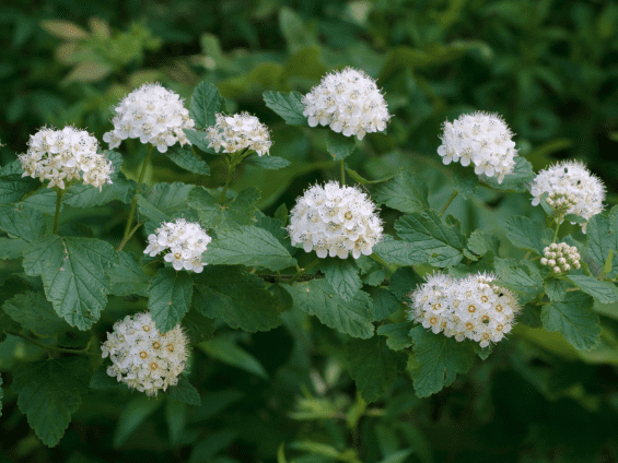 Common ninebark