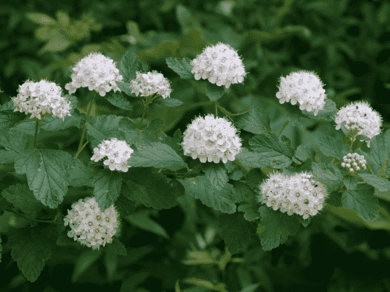Common ninebark