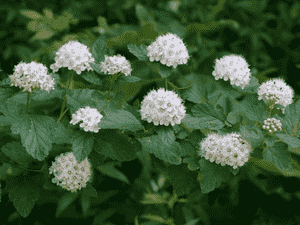 Common ninebark(Physocarpus opulifolius)