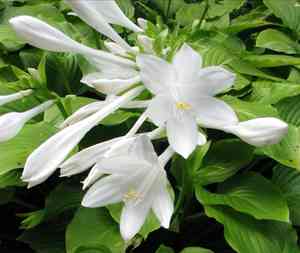August lily(Hosta plantaginea)