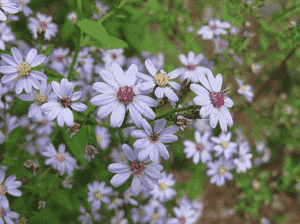 Common blue wood-aster(Symphyotrichum cordifolium)